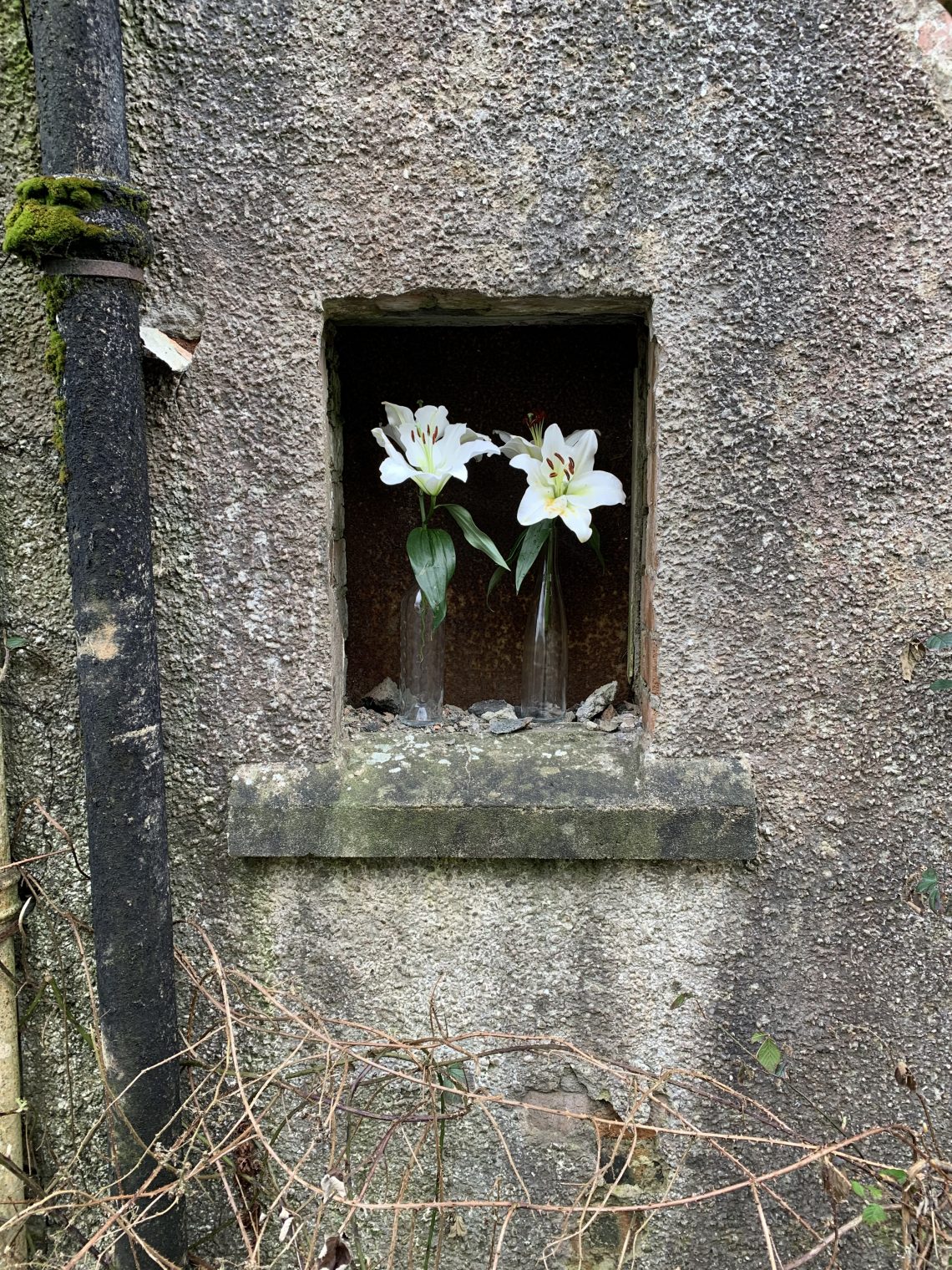 Tannery Hoose Windae #5: Easter Lilies